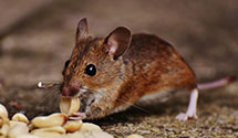 24 Hour & Emergency Exterminators in Bella Vista, PA